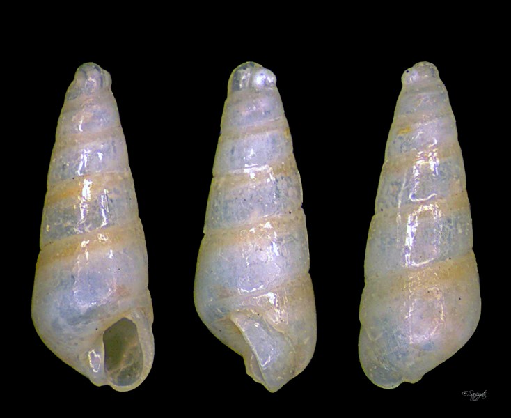 Eulimella